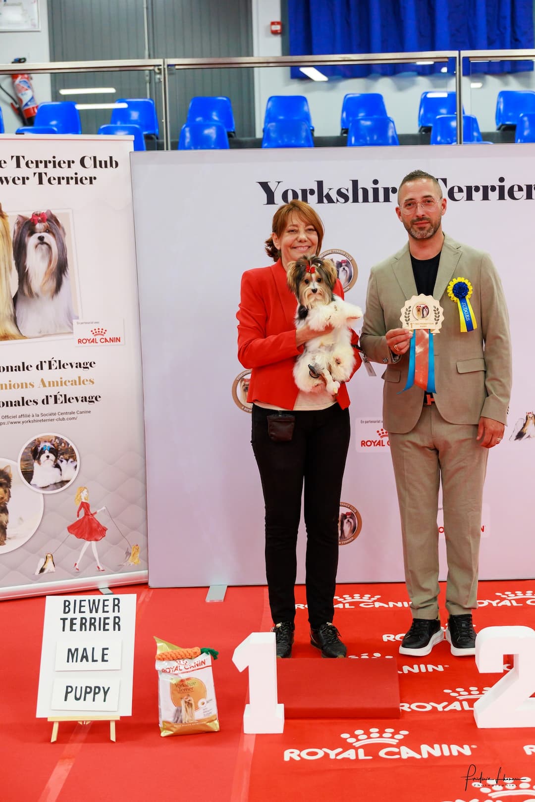 Un Biewer Terrier de l'élevage Bois des Ternes