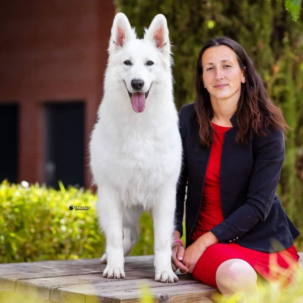 Um-Ka, Berger Blanc Suisse — Championne du Monde, d'Europe et de France 2021 — avec Amandine Aubert, Élevage Bloodreina