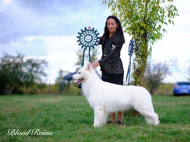 Amandine Aubert — co-fondatrice OWAG, éleveuse Berger Blanc Suisse à Bloodreina depuis 2016