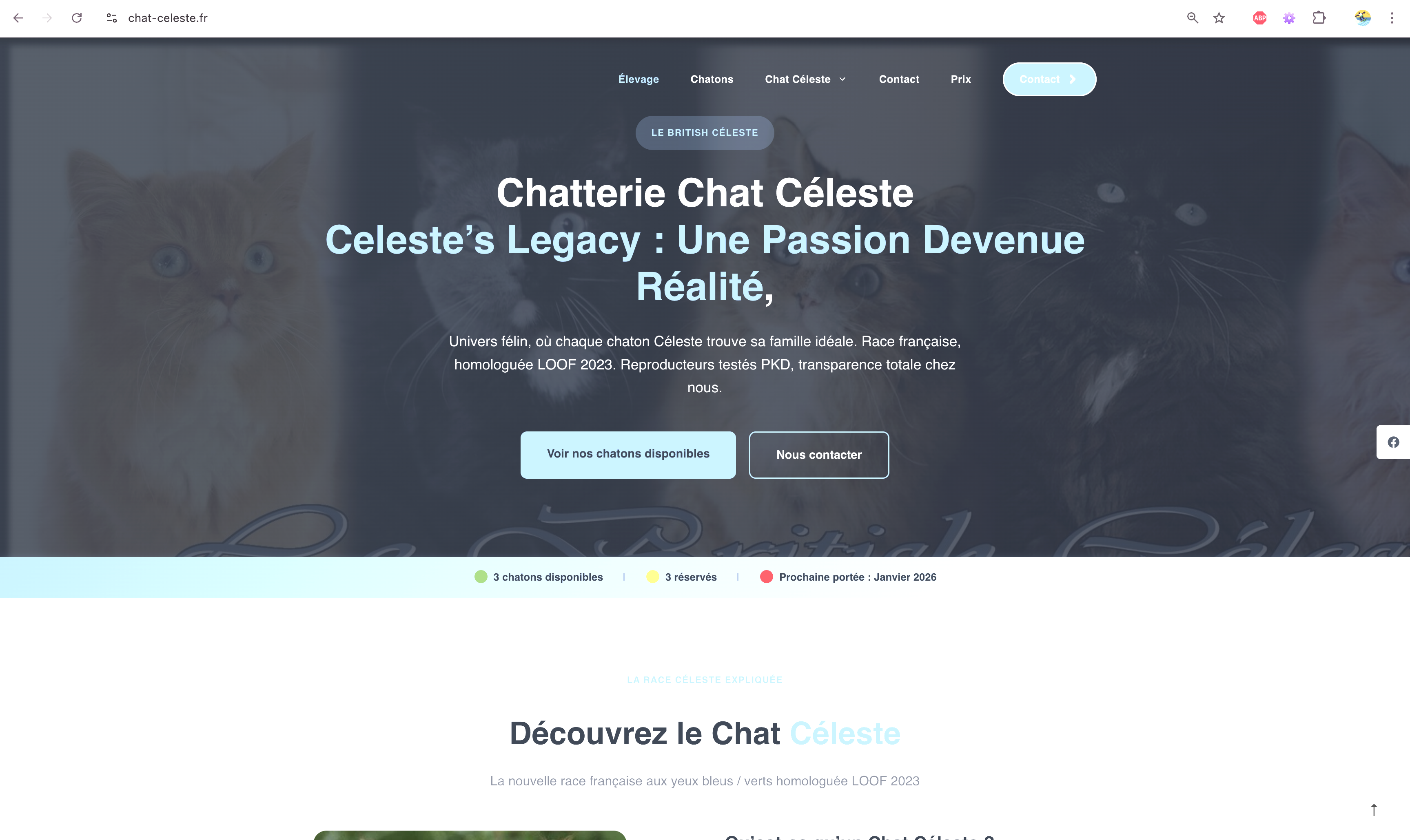 Elevage Chat Celeste