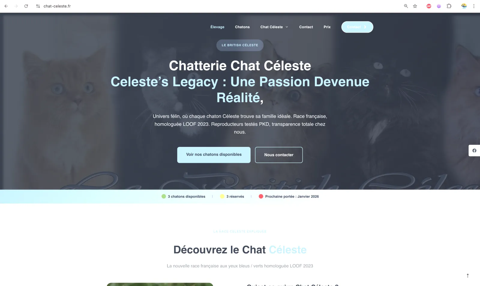 Screenshot Chat Céleste Cattery