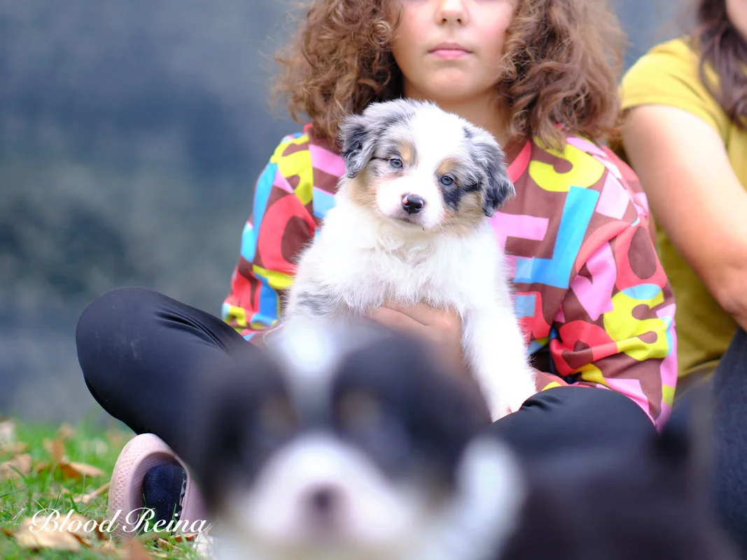 Installations extérieures de l'élevage de Berger Américain Miniature