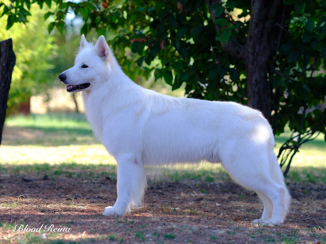 Berger Blanc Suisse - histoire