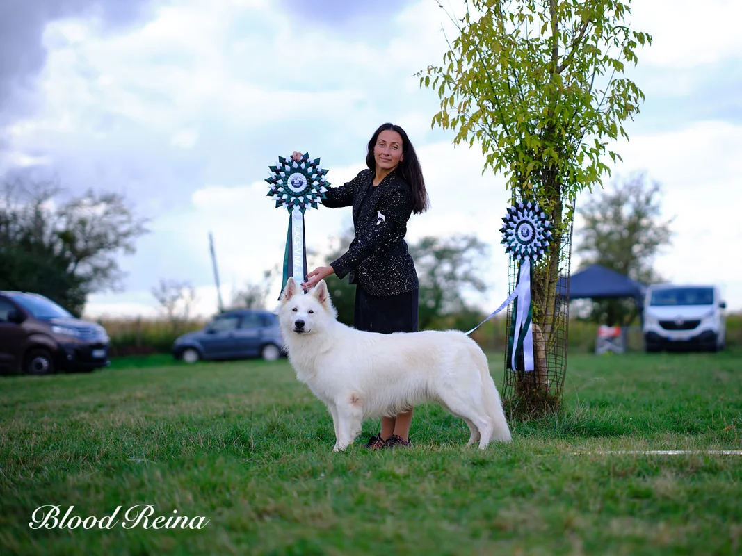Berger Blanc Suisse - histoire