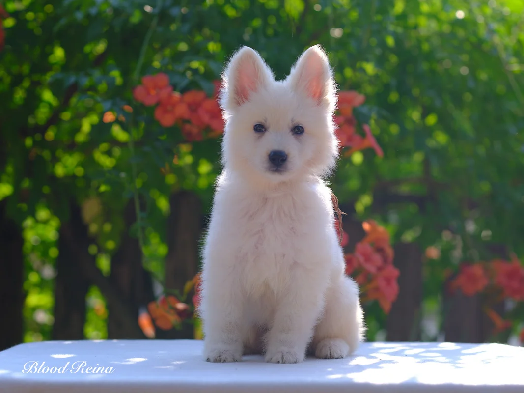 Chiot Berger Blanc Suisse 2