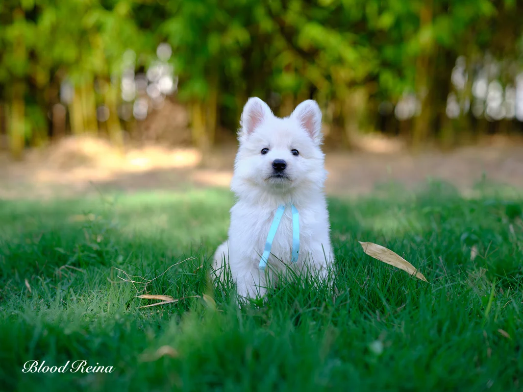 Chiot Berger Blanc Suisse