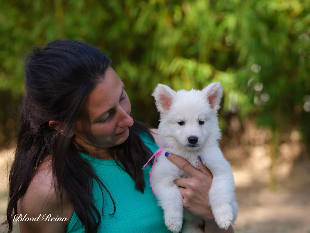 Élevage Berger Blanc Suisse