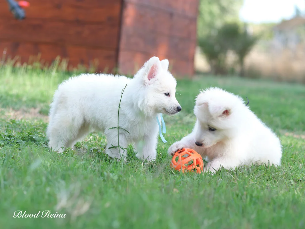 Installations extérieures de l'élevage de Berger Blanc Suisse