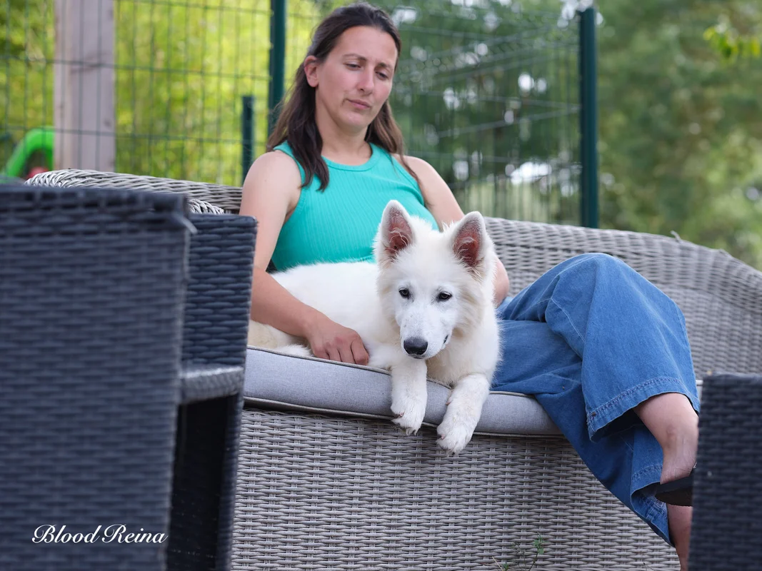 Installations intérieures de l'élevage de Berger Blanc Suisse