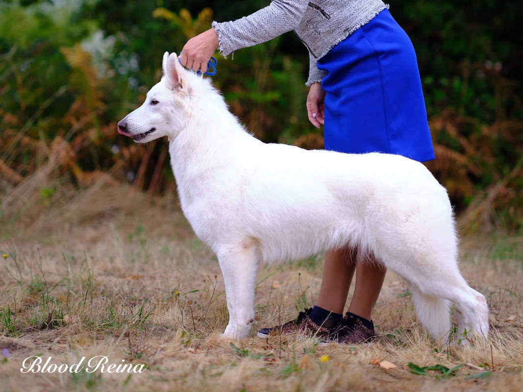 Berger Blanc Suisse - tempérament
