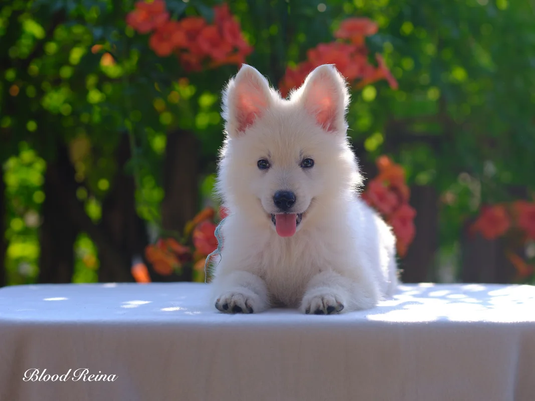 Chiot Berger Blanc Suisse 3