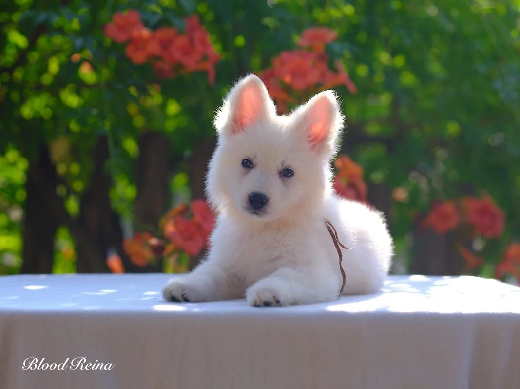 Chiot Berger Blanc Suisse