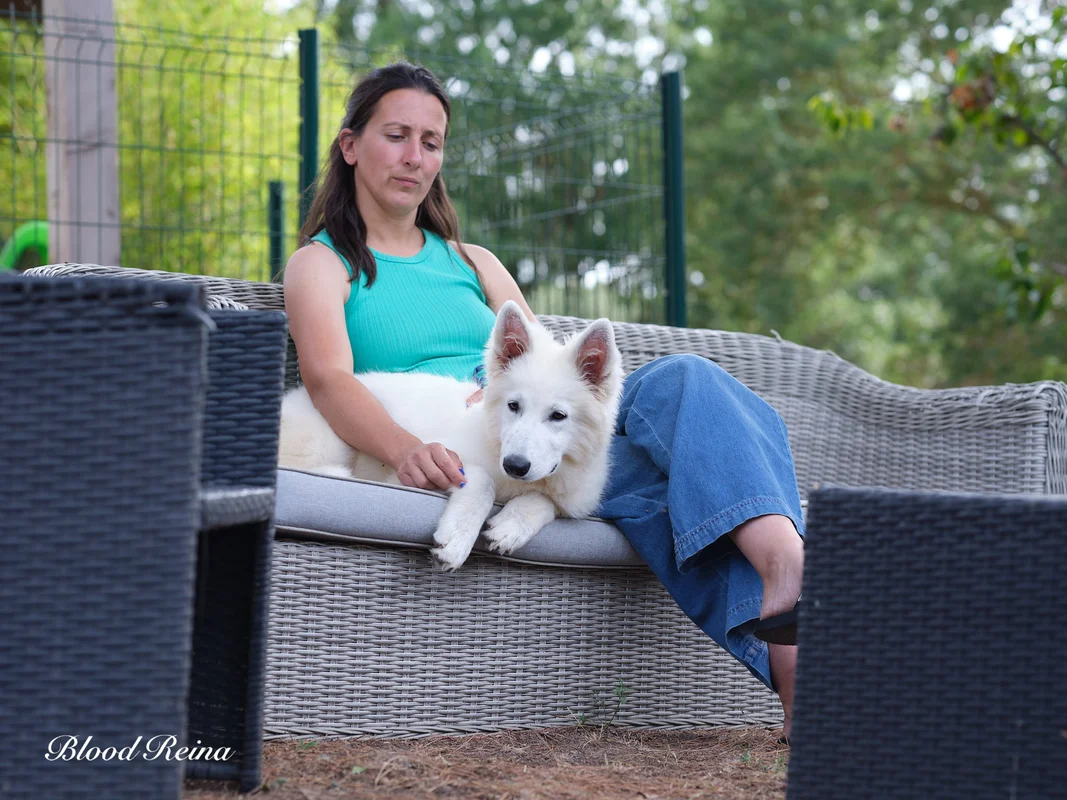Berger Blanc Suisse - budget et prix