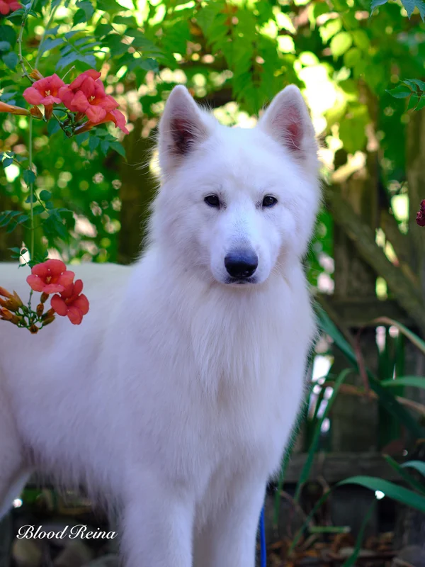 Berger Blanc Suisse en bonne santé