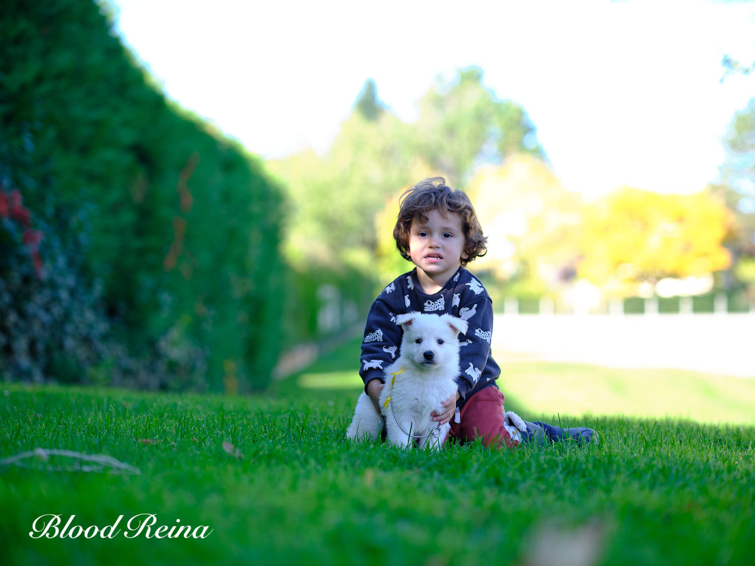 Berger Blanc Suisse