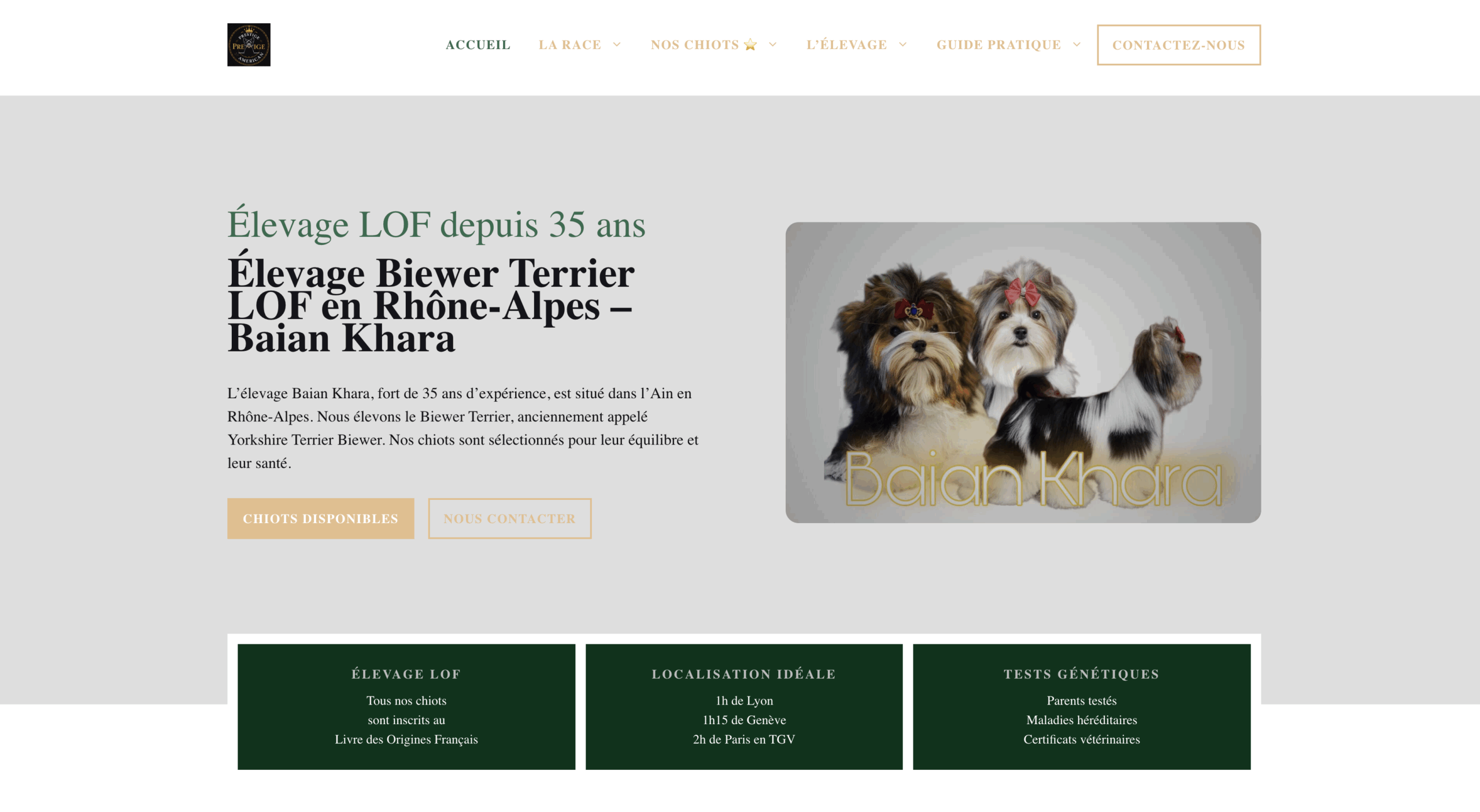 Site WordPress après refonte - Élevage Biewer Terrier