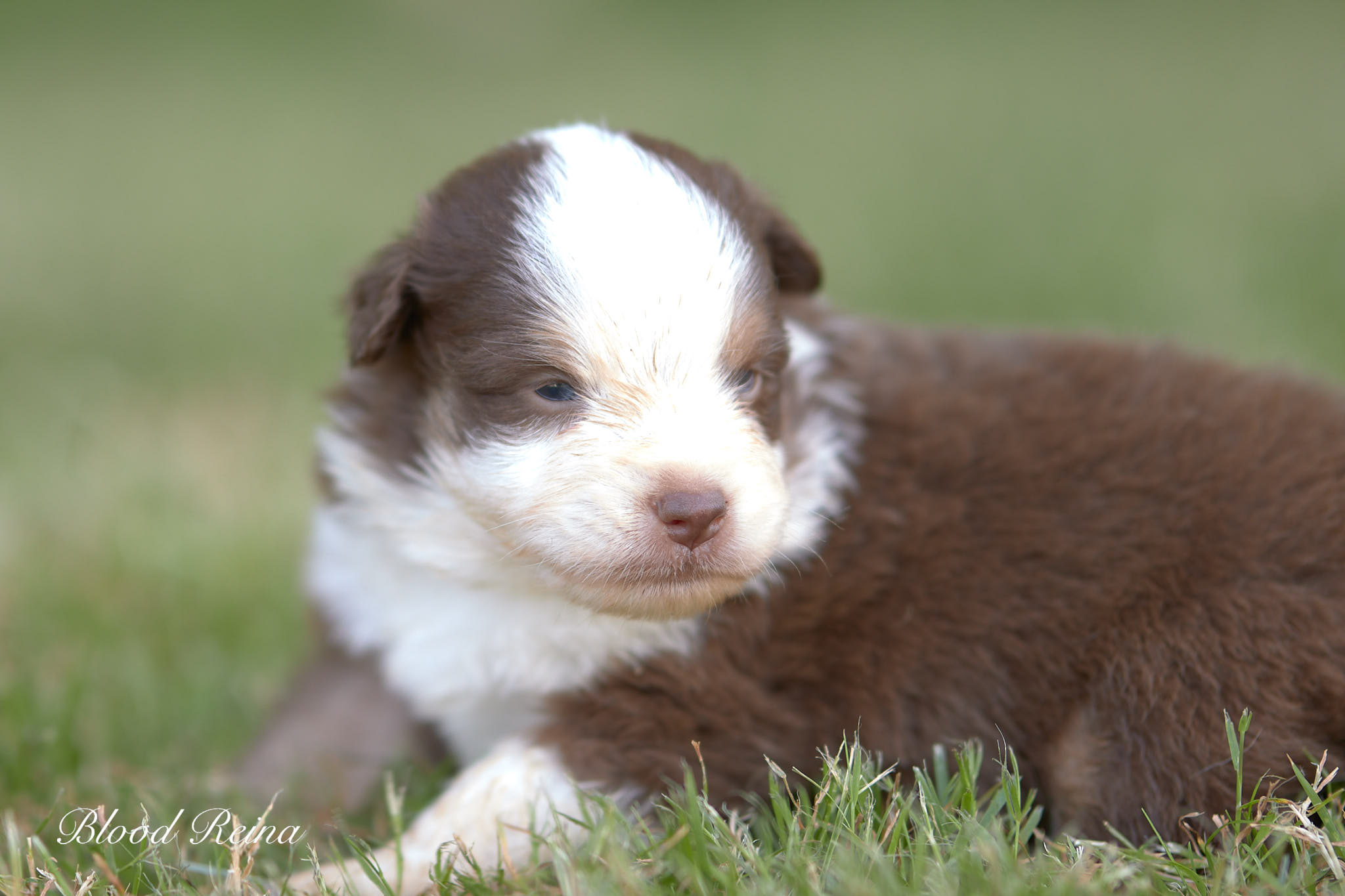 chiot berger américain