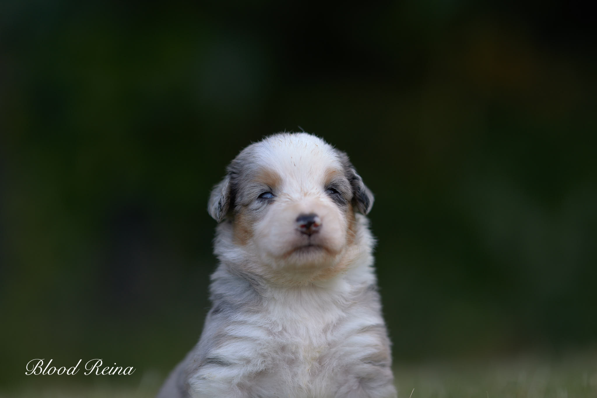 chien berger australien miniature